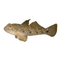 Assorted Feeder Gobies And Blennies
