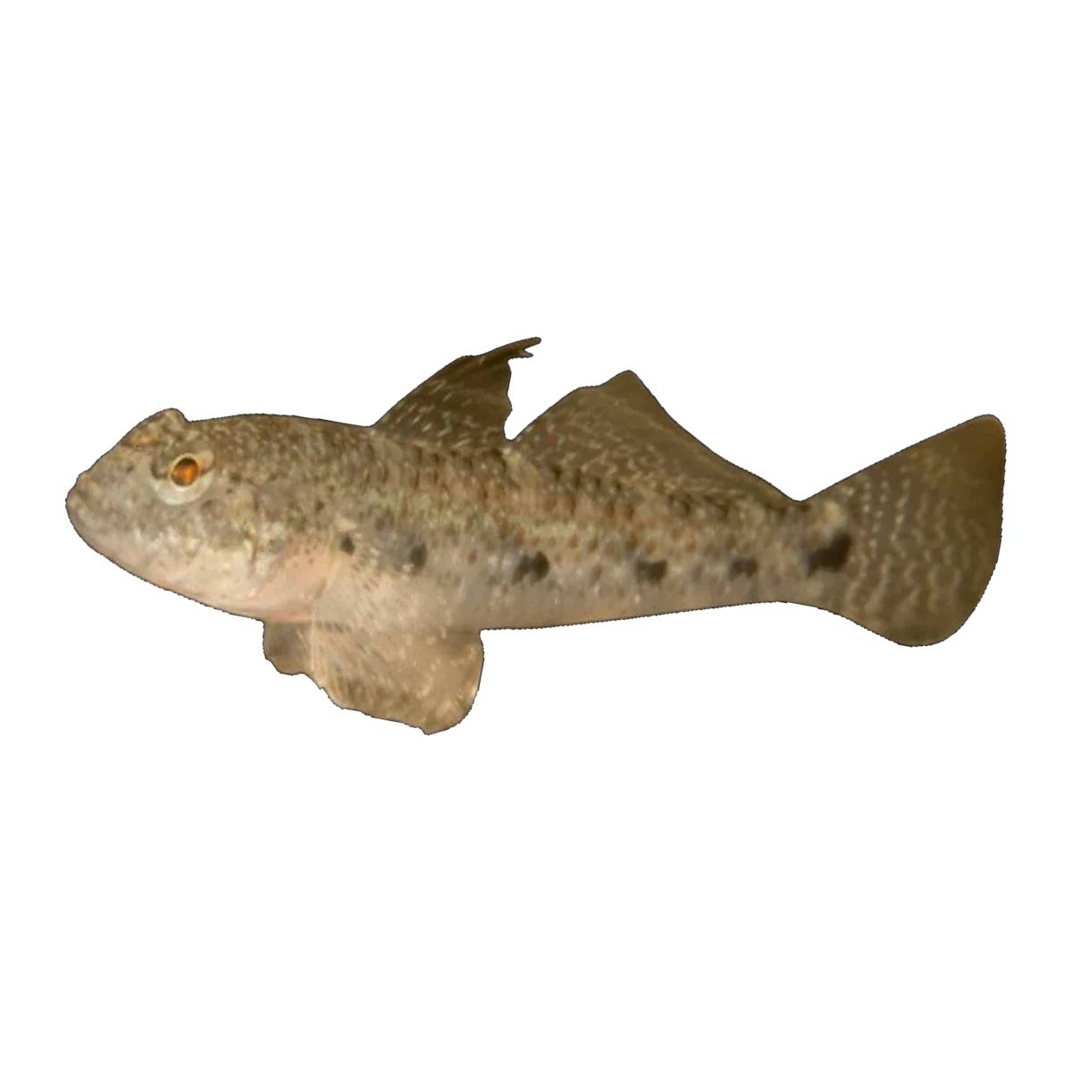 Assorted Feeder Gobies And Blennies