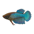 Assorted Female Fighting Fish | Betta splendens