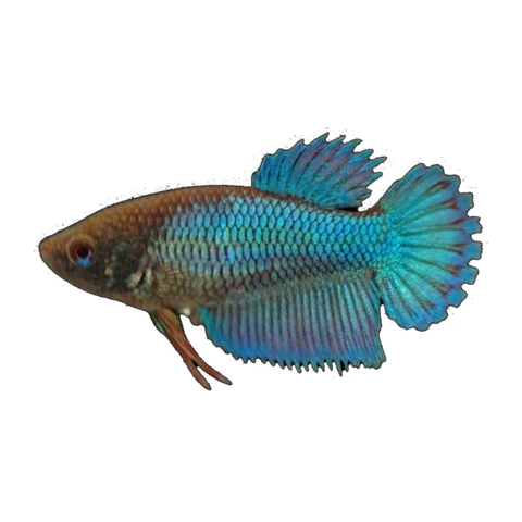 Assorted Female Fighting Fish | Betta splendens