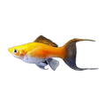 Assorted Lyretail Molly | Poecilia sphenops