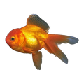 Assorted Oranda