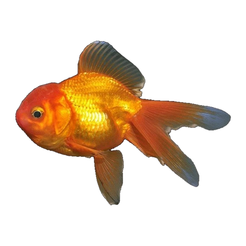 Assorted Oranda