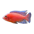 Assorted Peacock Cichlid (Aulonocara sp.), side profile facing right