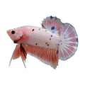 Assorted Plakat Female Fighting Fish | Betta splendens