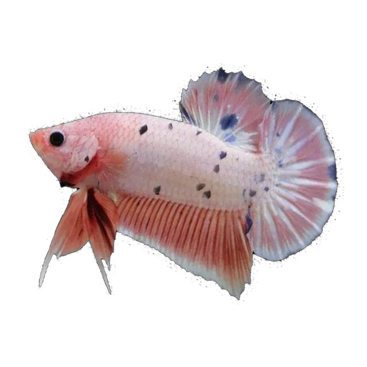 Assorted Plakat Female Fighting Fish | Betta splendens