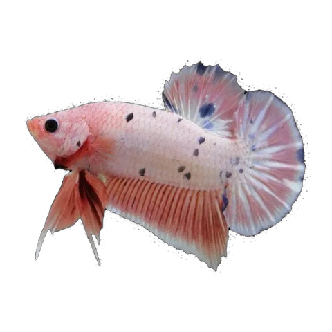 Assorted Plakat Female Fighting Fish | Betta splendens