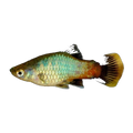 Assorted Platy (Xiphophorus maculatus), side profile facing right