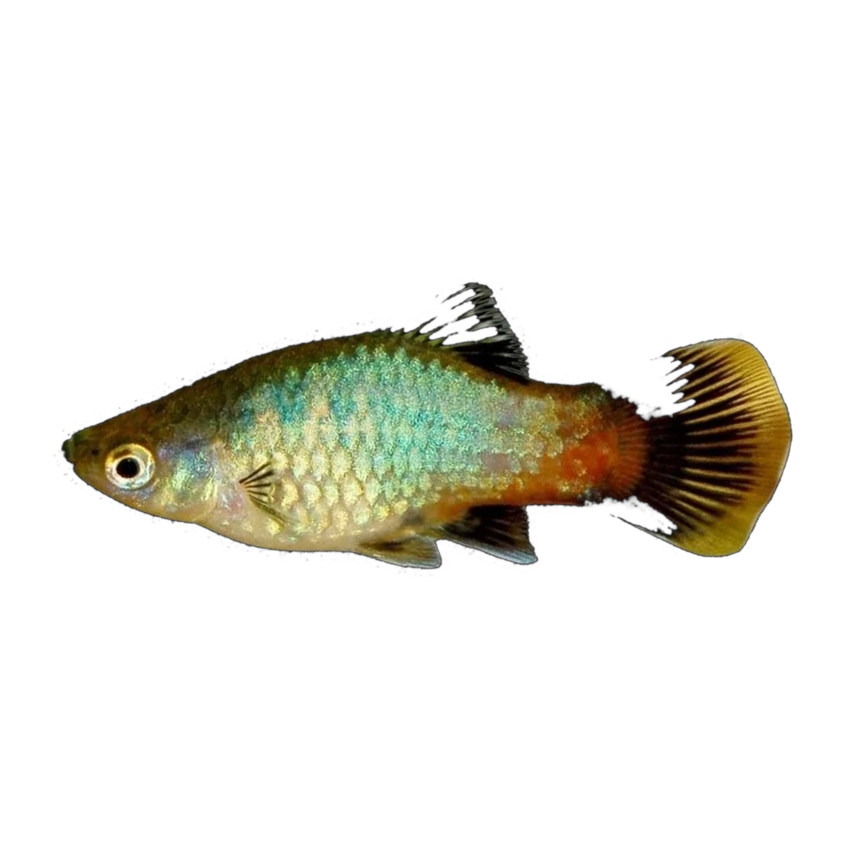 Assorted Platy (Xiphophorus maculatus), side profile facing right