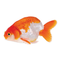 Assorted Ranchu | Carassius auratus