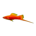 Assorted Swordtail (Xiphophorus hellerii), side profile facing right