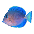 Atlantic Blue Tang | Acanthurus coeruleus