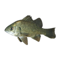 Australian Bass (Percalates novemaculeata), side profile facing right