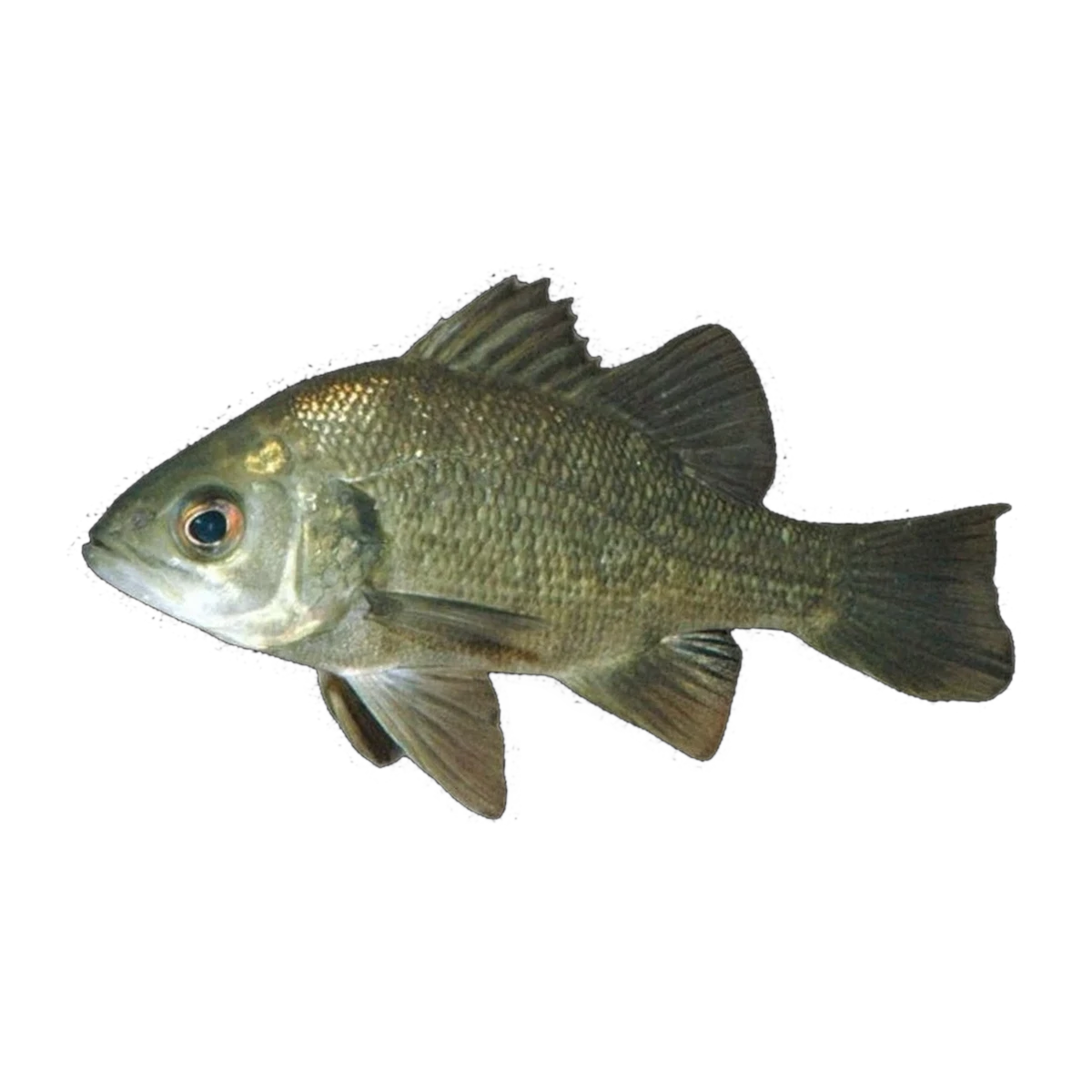 Australian Bass (Percalates novemaculeata), side profile facing right