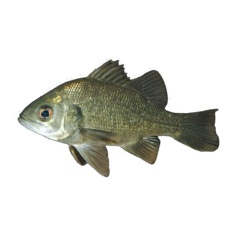 Australian Bass (Percalates novemaculeata), side profile facing right