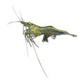 Australian Glass Shrimp | Paratya australiensis