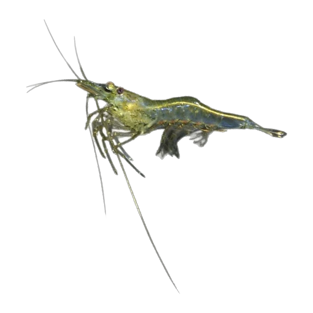 Australian Glass Shrimp | Paratya australiensis
