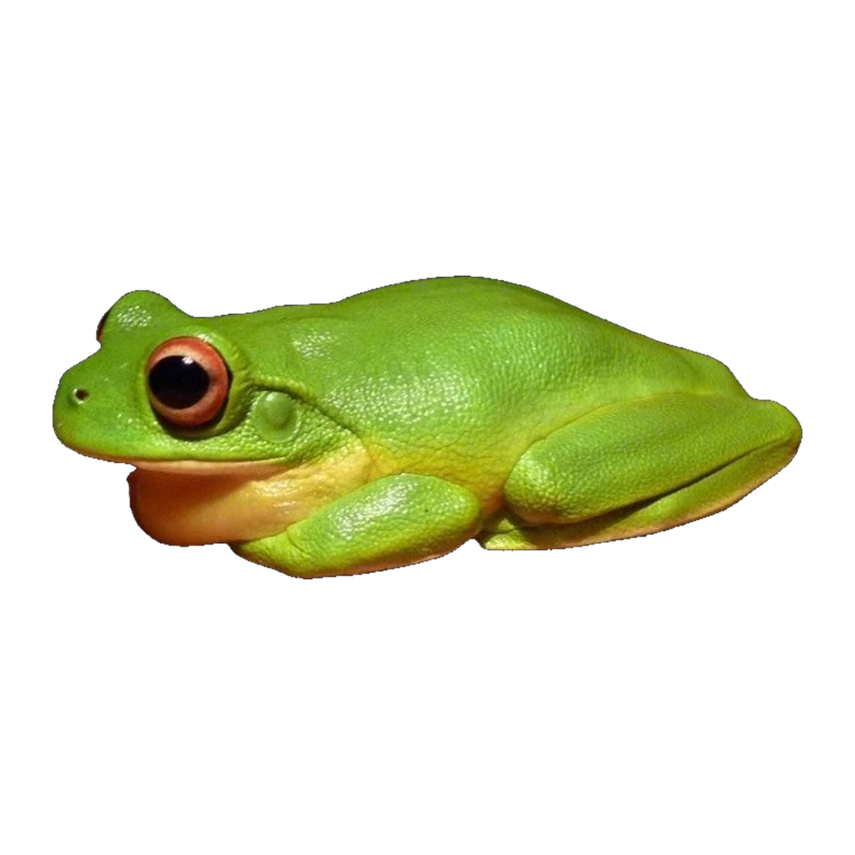 Australian Red-eyed Tree Frog | Chlorohyla chloris
