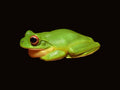 Australian Red-eyed Tree Frog | Chlorohyla chloris