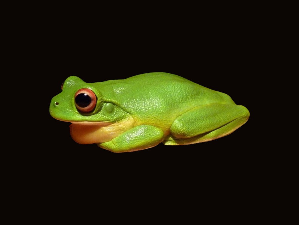 Australian Red-eyed Tree Frog | Chlorohyla chloris
