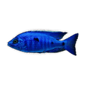 Azureus Cichlid (Copadichromis azureus), side profile facing right