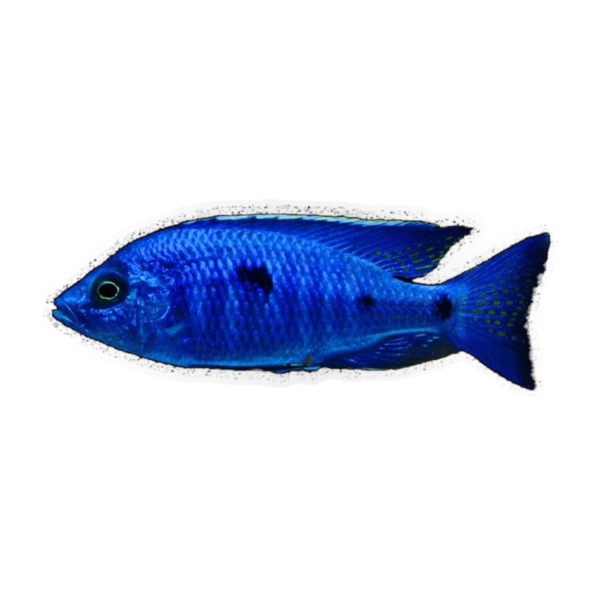 Azureus Cichlid (Copadichromis azureus), side profile facing right