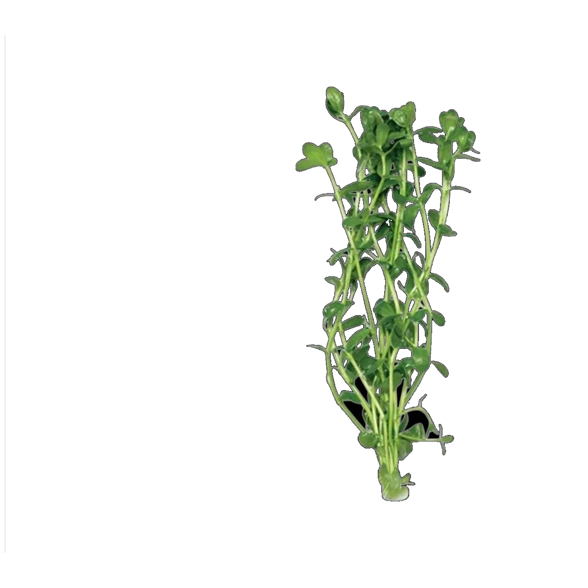 Baby Tears | Micranthemum umbrosum