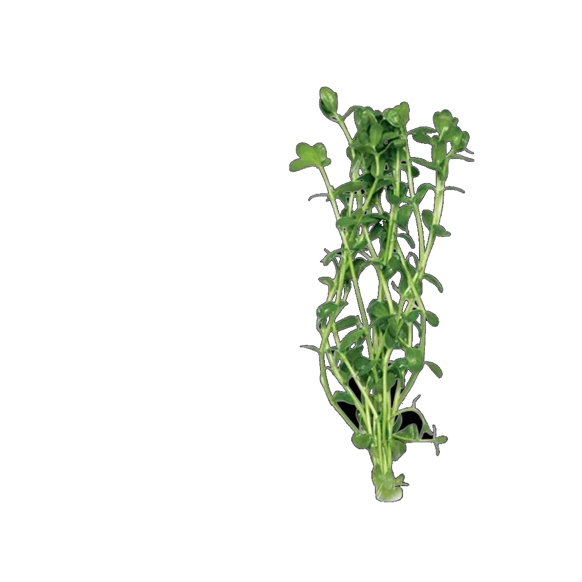Baby Tears, Micranthemum umbrosum