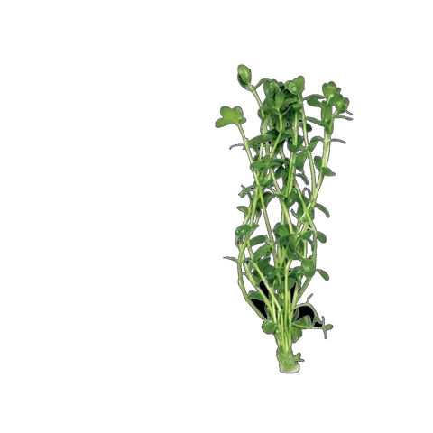 Baby Tears, Micranthemum umbrosum