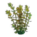 Bacopa | Bacopa caroliniana