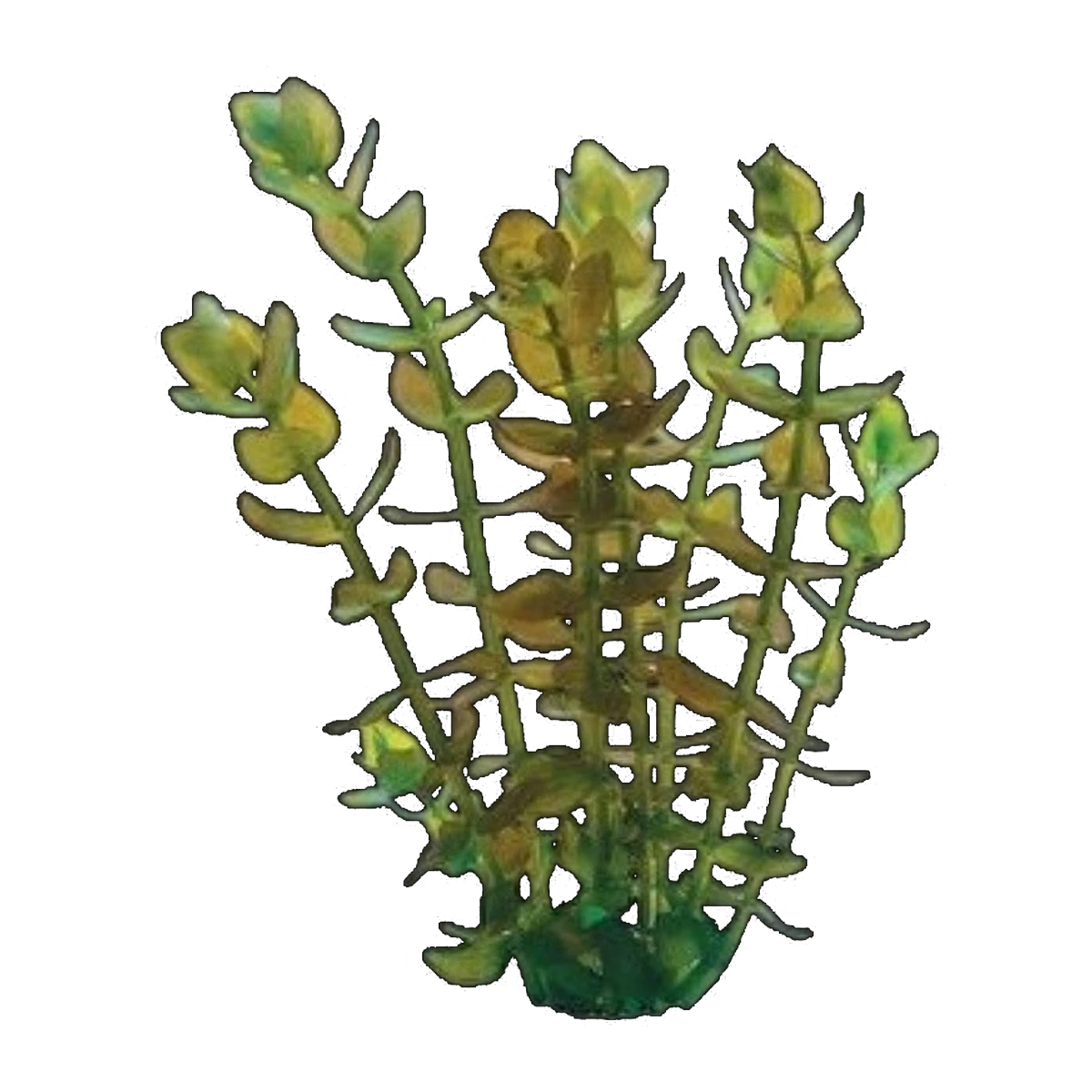 Bacopa | Bacopa caroliniana