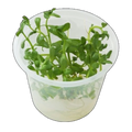 Bacopa Monnieri | Bacopa monnieri
