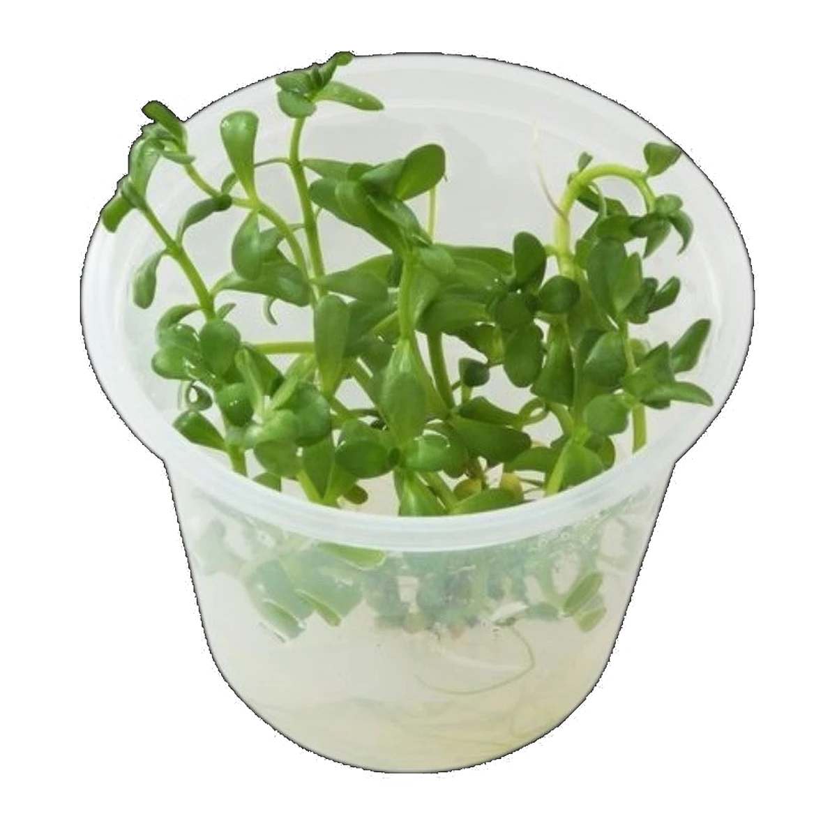 Bacopa Monnieri | Bacopa monnieri