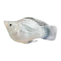 Balloon Molly | Poecilia sphenops