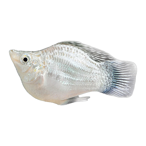 Balloon Molly | Poecilia sphenops