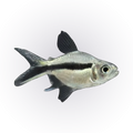 Balloon Penguin Tetra | Thayeria boehlkei