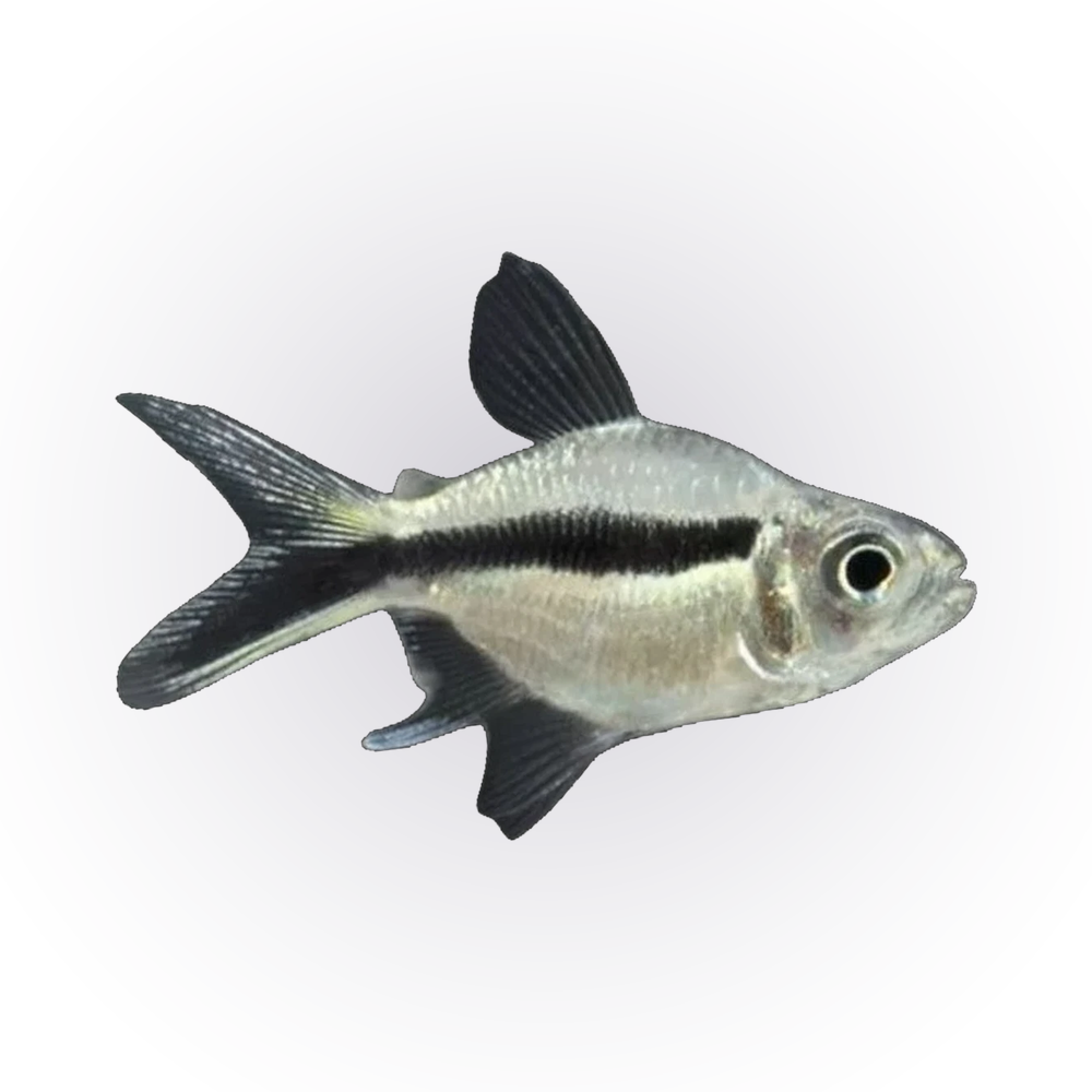 Balloon Penguin Tetra | Thayeria boehlkei