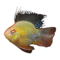 Balloon Ram | Mikrogeophagus ramirezi