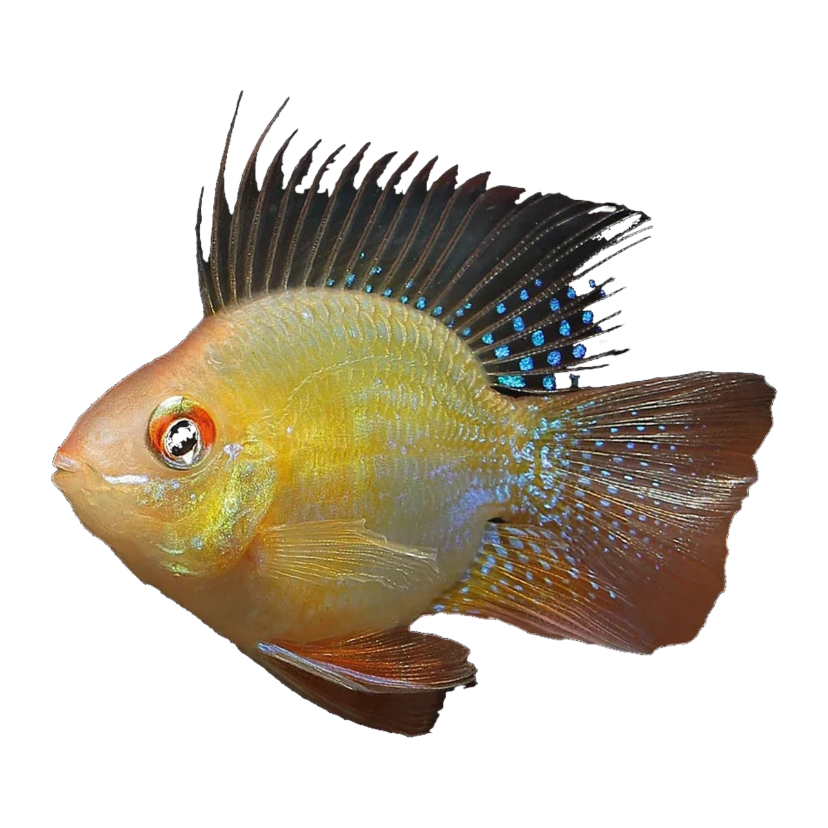 Balloon Ram | Mikrogeophagus ramirezi