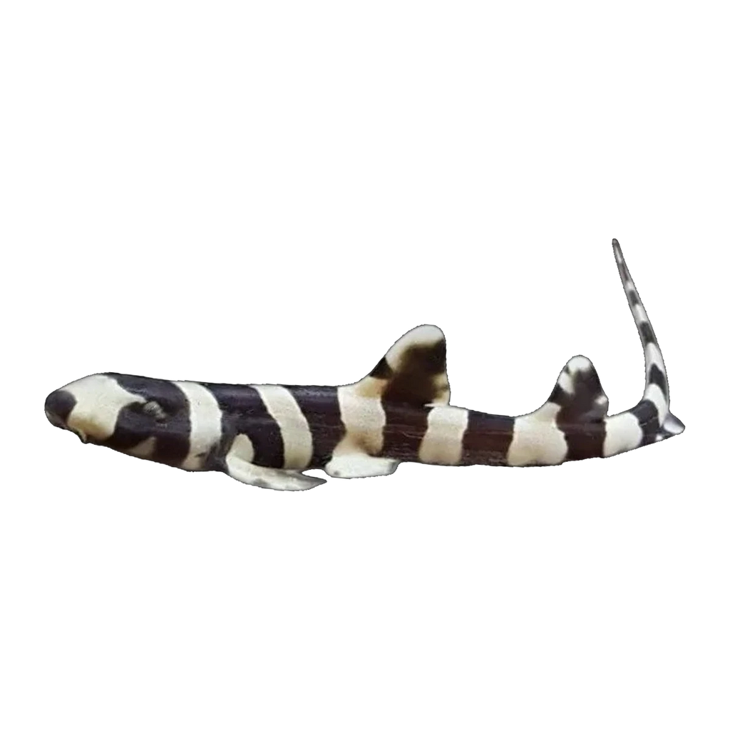 Bamboo Shark | Chiloscyllium punctatum