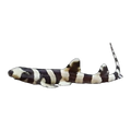 Bamboo Shark | Chiloscyllium punctatum