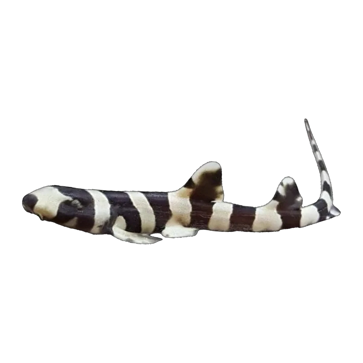 Bamboo Shark | Chiloscyllium punctatum