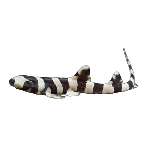 Bamboo Shark | Chiloscyllium punctatum