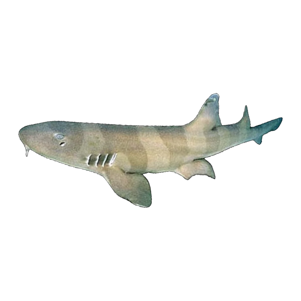 Bamboo Shark | Chiloscyllium punctatum