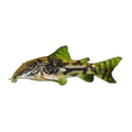 Banded Corydoras | Scleromystax barbatus