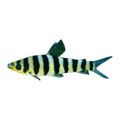Banded Leporinus