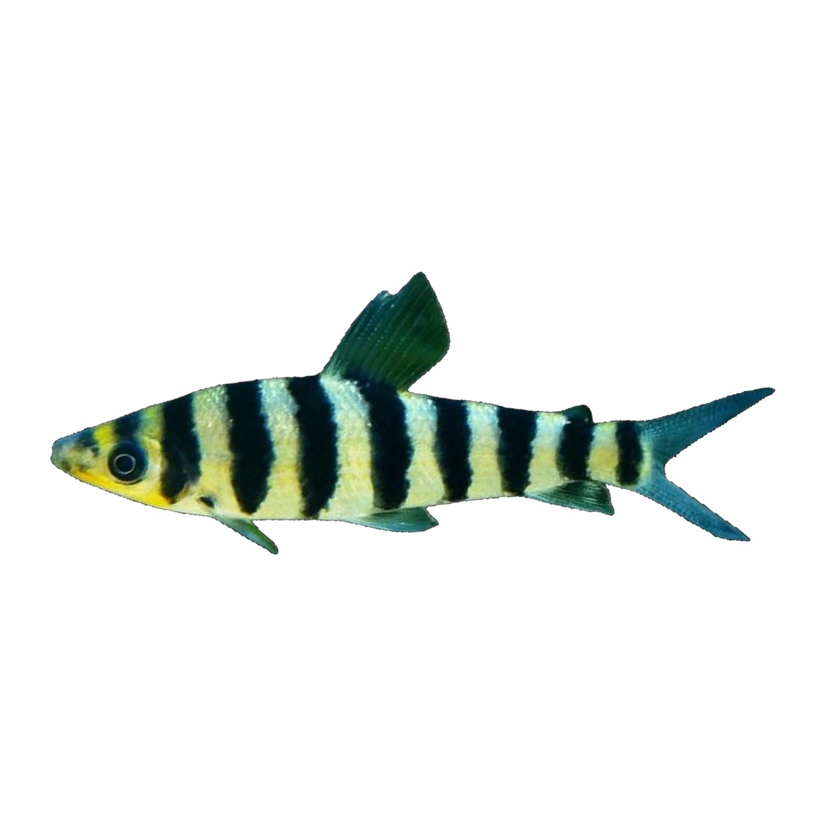 Banded Leporinus