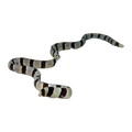 Banded Moray Eel | Myrichthys colubrinus