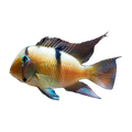 Bandit Cichlid (Guianacara geayi)