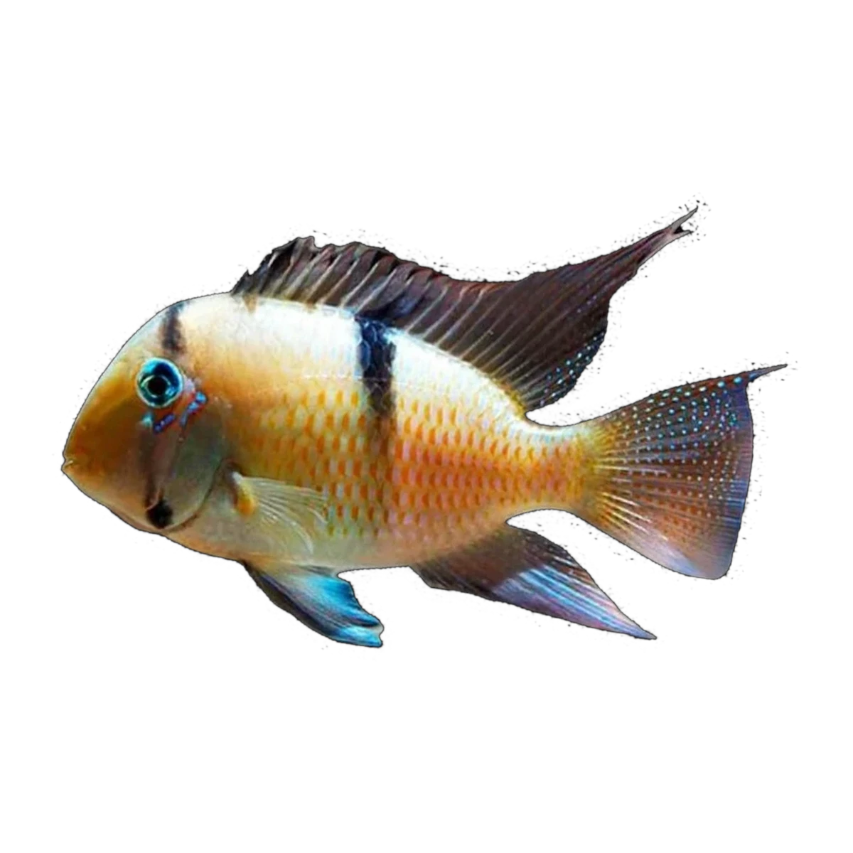 Bandit Cichlid (Guianacara geayi)